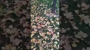книга Многие лета. Благие лета.