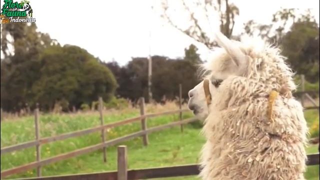 Fakta Unik Dan Menarik Dari Llama Yang Akan Meludahi Saat Terancam смотреть онлайн