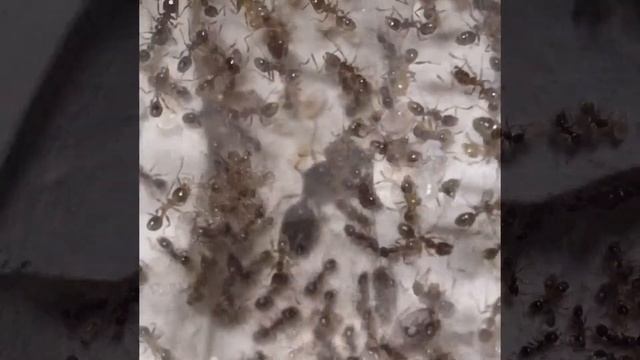Pheidole pallidula | In the new nest | Gregor Poeth