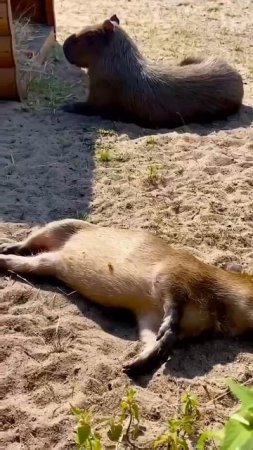 #капибара капибара... эхх вот бы быть капибарой спать лежать и нечего не делать и кушать мандарины