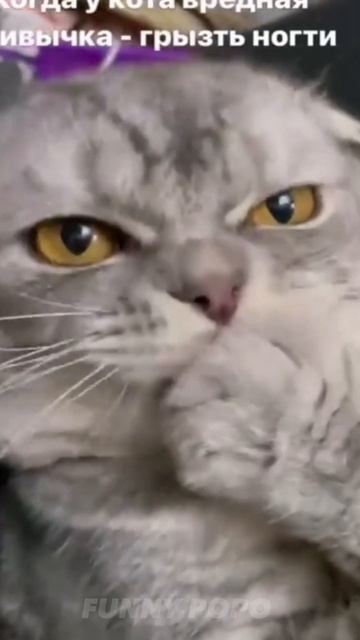 Прикольные видео мемы с животными short 2023 😂 Милые собаки🐶 и 😺коты, #short cuts🥰😍 #6 смотреть онлайн