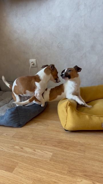 Весенние обострение 😅 смотреть онлайн