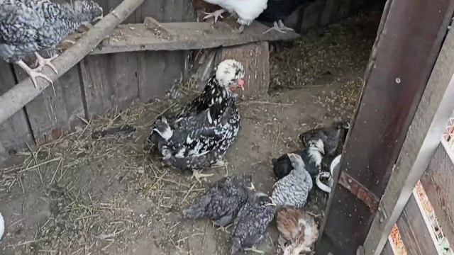 Проверила крышу в загоне. Все течет 😔. Кто желает, тот гуляет.😒 смотреть онлайн