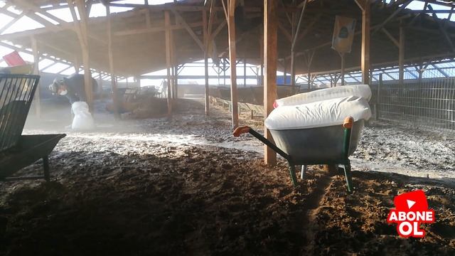 1 KOYUN GÜNDE KAÇ TL YEM YER/SIFIR MASRAFLA AĞILIMIZI NASIL KURU TUTUYORUZ? смотреть онлайн