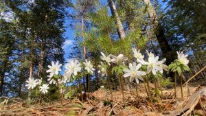 Relax. Весна, подснежники