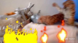 сериал на фигурках диких кошек "дружба не вечна " (совместно с каналом @drolion522  ) (пожар 🔥) 3 с