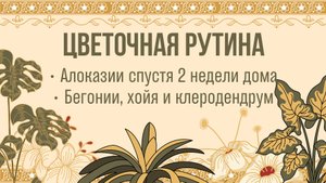 Алоказии спустя 2 недели и пересадки