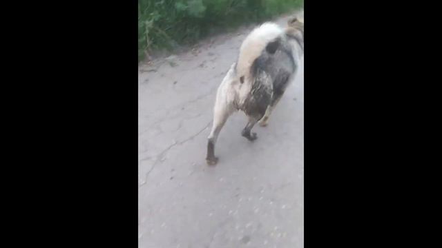 как я убегал от собаки (видео в цвете) смотреть онлайн