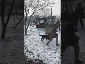 А у сыночка ЦЕРО ФОМ РУССИШЕН ХОФ АМИРА сегодня натирание снегом ❄️ #купитьщенкаовчарки 89033733791