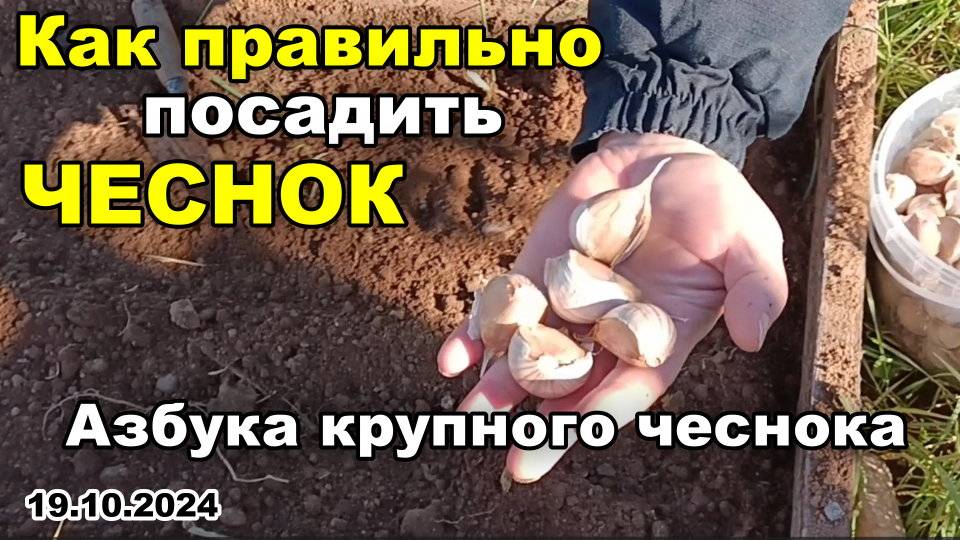 Как ПРАВИЛЬНО посадить ЧЕСНОК. Четыре зубчика и ладонь полная. Азбука крупного чеснока 19.10.2024