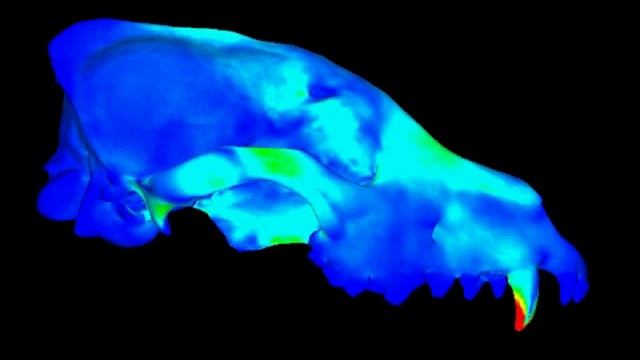 FEA Model of Lycaon pictus (Sagittal Slicing) смотреть онлайн