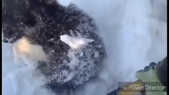 Грустное видео про собачку смотреть онлайн