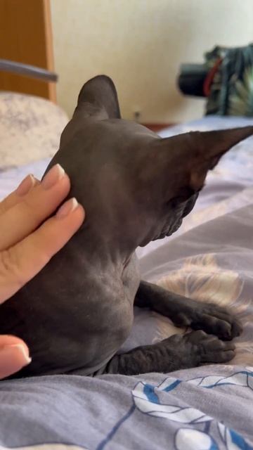 Ориентал ревнует к сфинксу 😂 #смешно #тренды #кот #сфинкс #ориенталы #ориентальныйкот смотреть онлайн