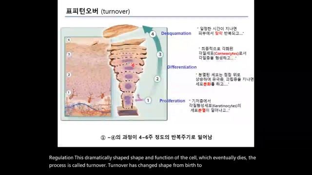 대전보건대학교 화장품과학과 기능성화장품학강의 시리즈2-기능성화장품관점에서의 피부의 구조와기능 2