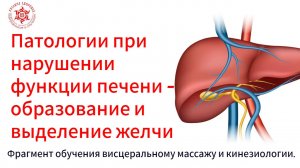 Патологии при нарушении функции печени - образование и выделение желчи. Функции печени.