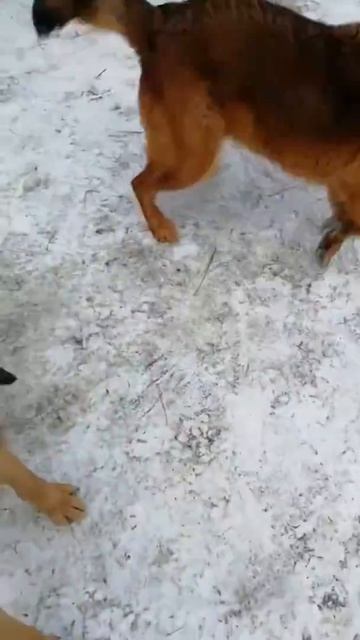 Собаки из приюта умеют и любят играть в игрушки! смотреть онлайн