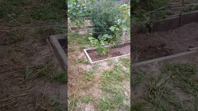 17 августа 2022 г. Начало моего садоводства смотреть онлайн