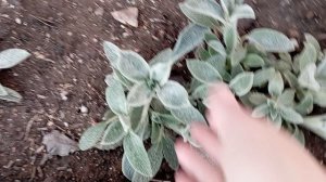 резкая смена погоды, температура днём +25, обзор цветов...