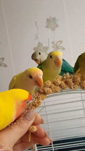 неразлучники смотреть онлайн