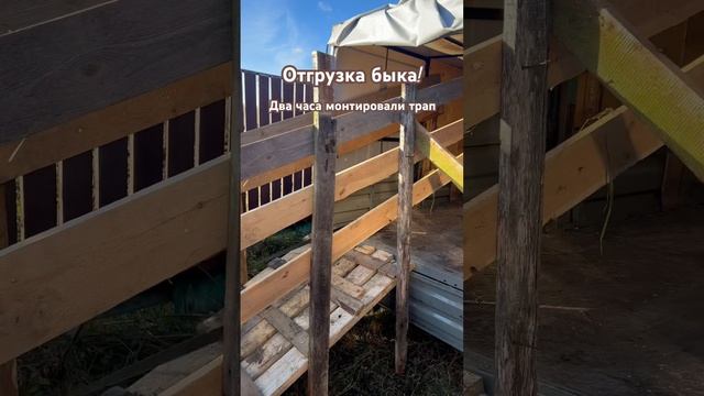 Отгрузка быка в полевых условиях #герефорд #бык #продажа #поле #ферма #работа #кфх #говядина #лайк смотреть онлайн