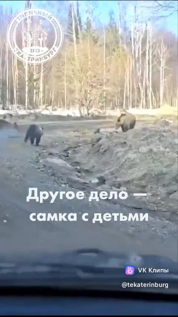 Медведи