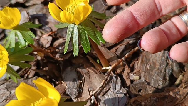 ПЕРВОЦВЕТЫ! ЭРАНТИСЫ (Весенник)- прямо как поцелуи весеннего солнца! Виды и сорта из моей коллекции