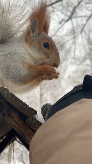 Атака голубя не помеха обеду #squirrel #белка смотреть онлайн