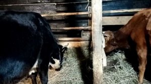 Как понять когда корова в охоте? И как определить стельная ли? Расскажу  как я это делаю.