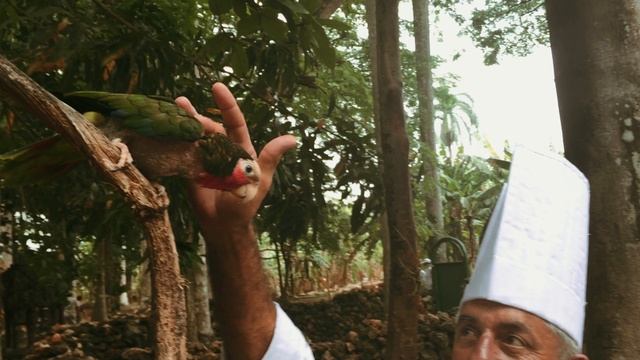 🦜🌴 Кубинский амазон — удивительная птица, достойная вашего внимания!