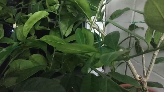 Цитрусові на підвіконні смотреть онлайн