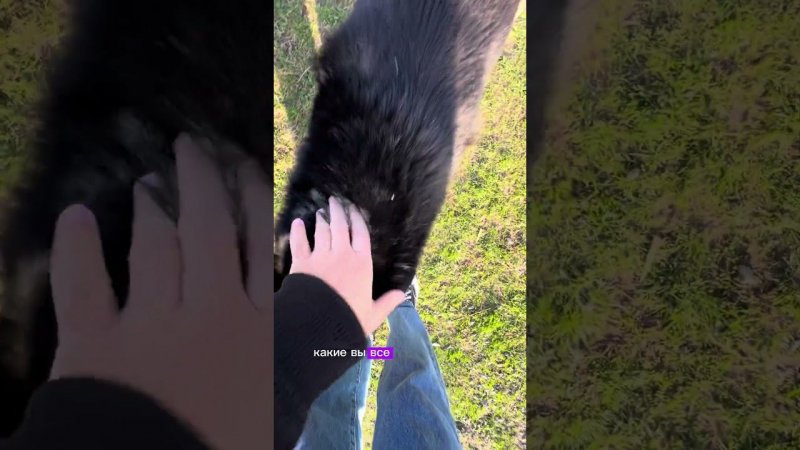 Собака сидит на краю обрыва#собаки #собакивгорах #животные #dog #глэмпингтаго #хуло #грузиягоры