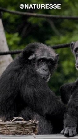 The Fascinating World of Chimpanzees #shortsvideo #shortvideo #shortsfeed
