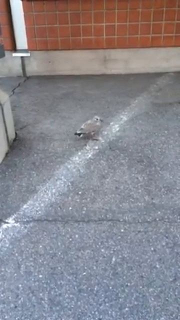 SEAGULLS NESTLING ПТЕНЕЦ ЧАЙКИ