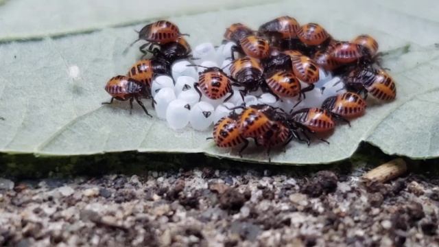 Baby stink bugs on Blackberry leaf смотреть онлайн