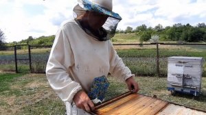 Отводки при двухматочном пчеловождении шаг третий завершающий