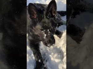 Сыночек ЦЕРО ФОМ РУССИШЕН ХОФ ДЖЕК, житель Михайловки, очень радуется первому снегу