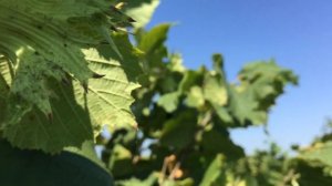 Фундук Кубань, Карамановский, Сочи 1. Урожай 6 летний сад.