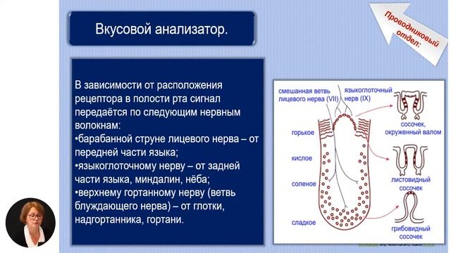 Биология, 11-й класс, Вкусовой анализатор и вкусовые раздражители