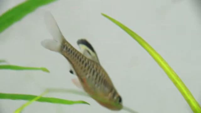 Барбус козуатис (Oreichthys crenuchoides, Puntius cosuatis) смотреть онлайн