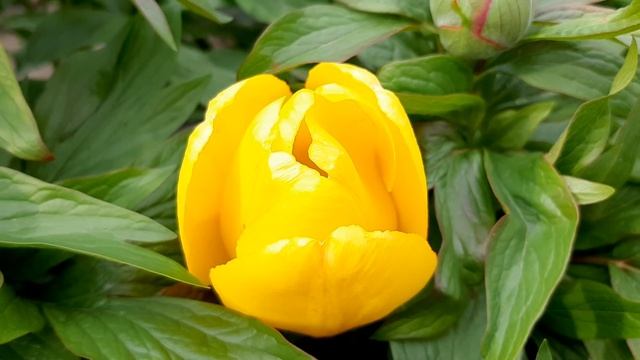 ТЮЛЬПАН 20210501 181807 смотреть онлайн