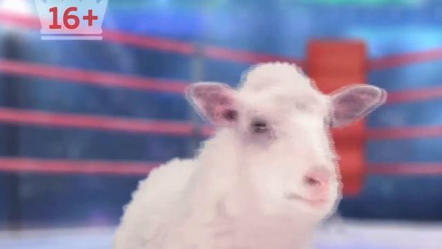 Овца отджигает смотреть онлайн