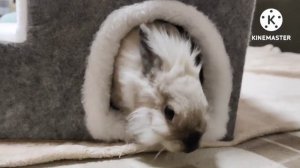 Колдовская МАГИЯ 🐇кролик творит чудеса 🔥👻