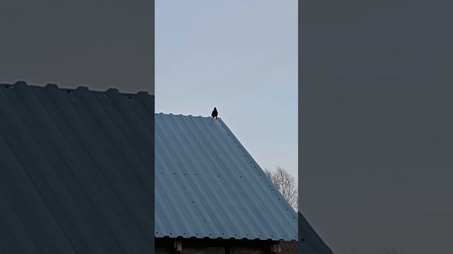 Поёт родимый))