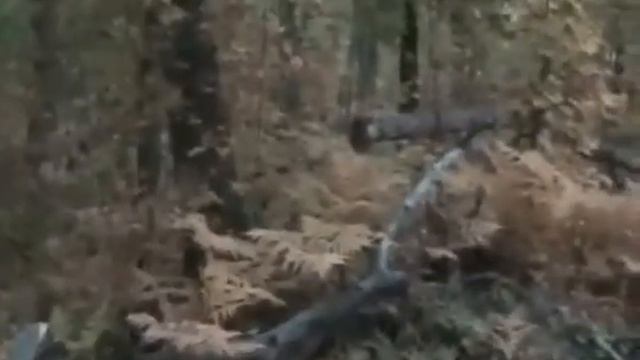 Ещё одна встреча с медведем в респ. Башкортостан смотреть онлайн