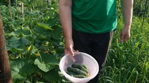 Обзор первого сбора огурца Лютояр