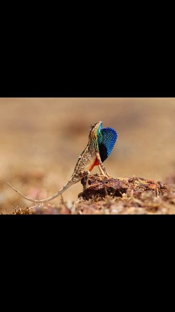 Агама ситана смотреть онлайн