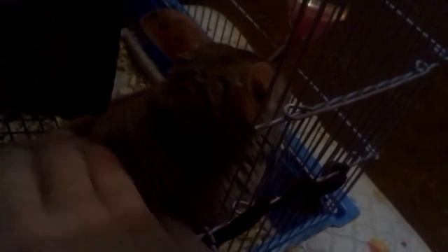 Почему Злата такая милая?!☺️❤️|Злата вернулась|Дарья Шиншилла смотреть онлайн