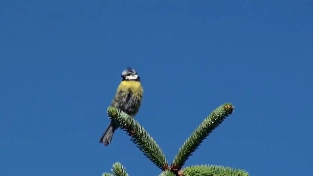 Лазоревка Parus caeruleus Eurasian Blue Tit смотреть онлайн