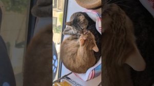подборка видео с котиками
