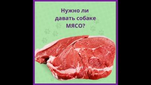 Нужно ли давать собаке мясо?